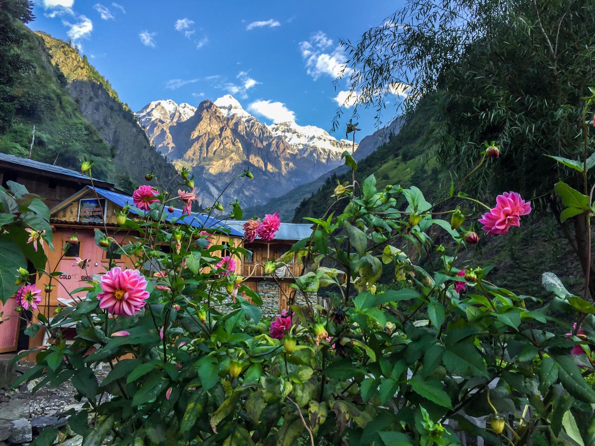 Flowers along the trail of Manaslu Circuit trek in Nepal