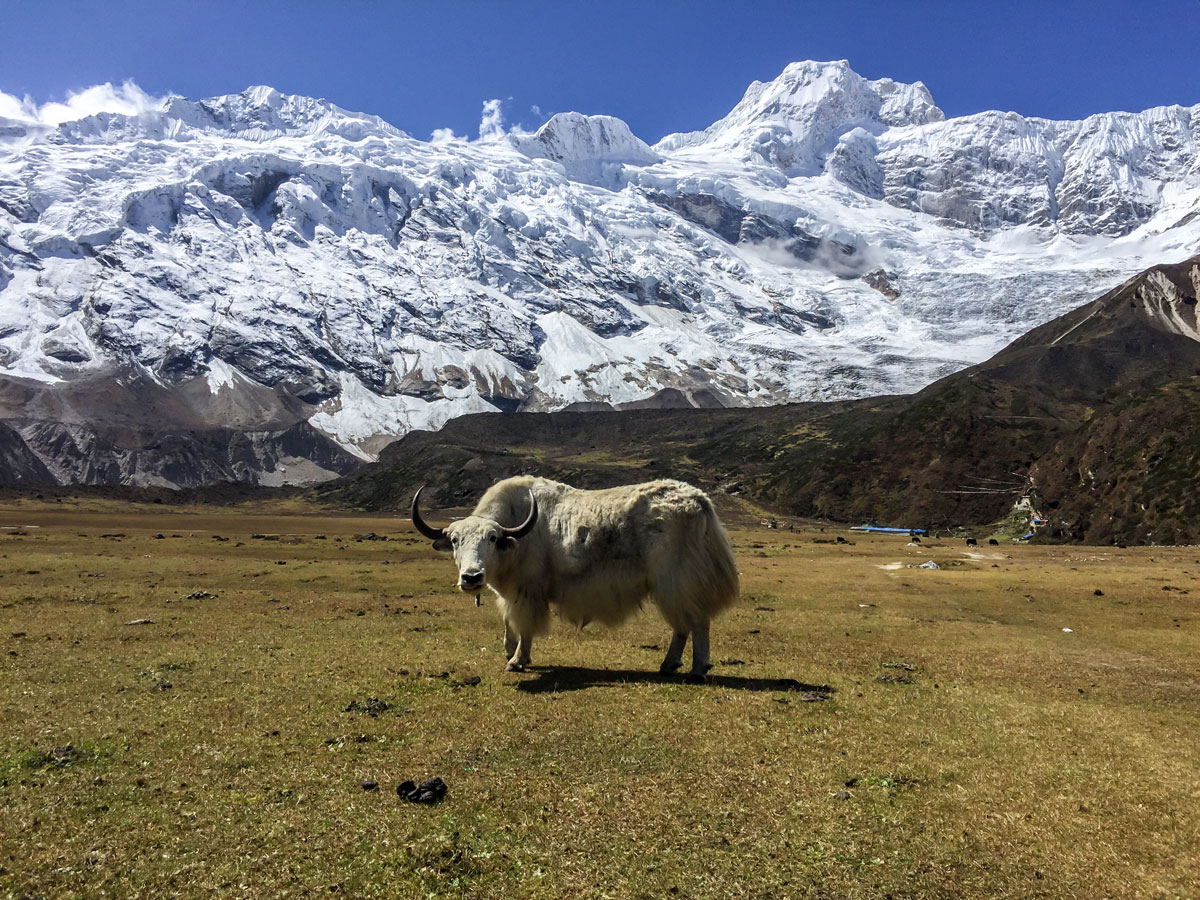 Yak on Manaslu Circuit trek in Nepal