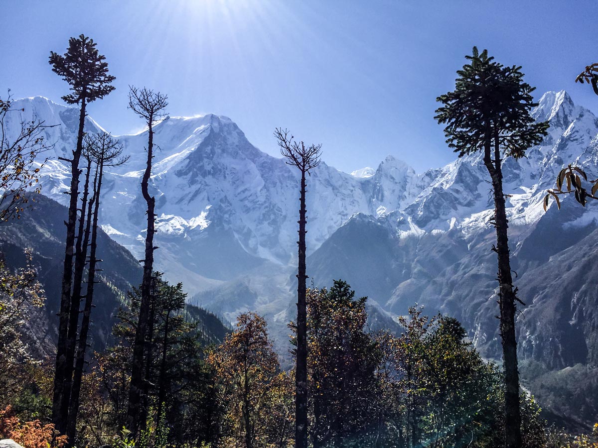 Big pines in front of Himalayan mountains on Manaslu Circuit trek in Nepal