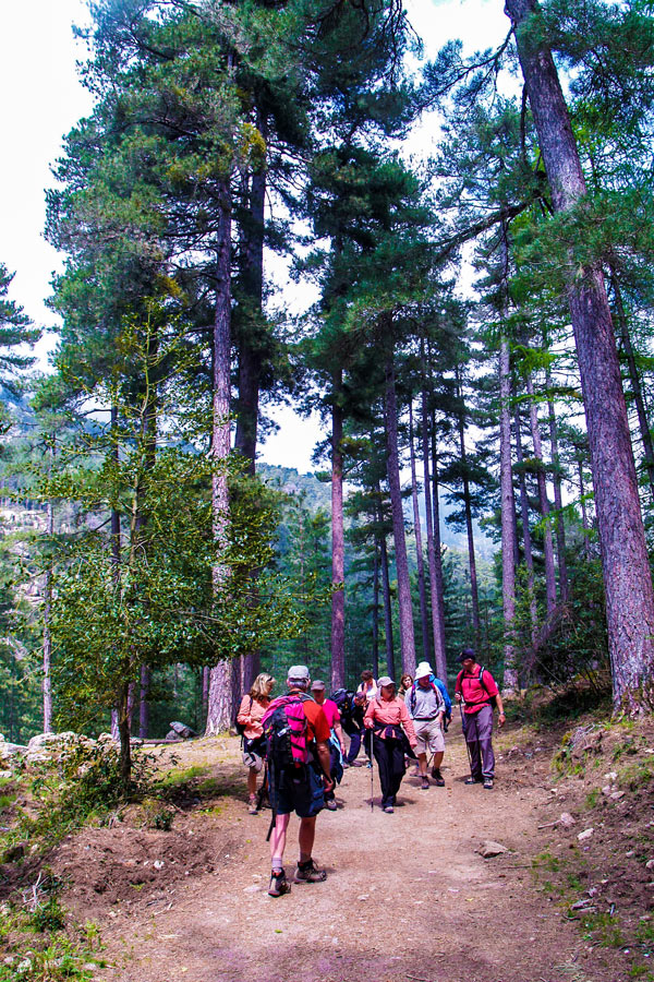 Hiking through the pine forest in Evisa on Scala to Piana trek in Corsica Island