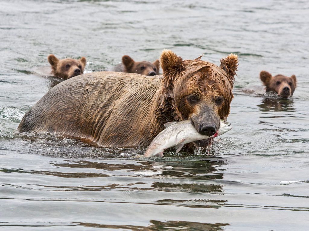 wildlife tours russia