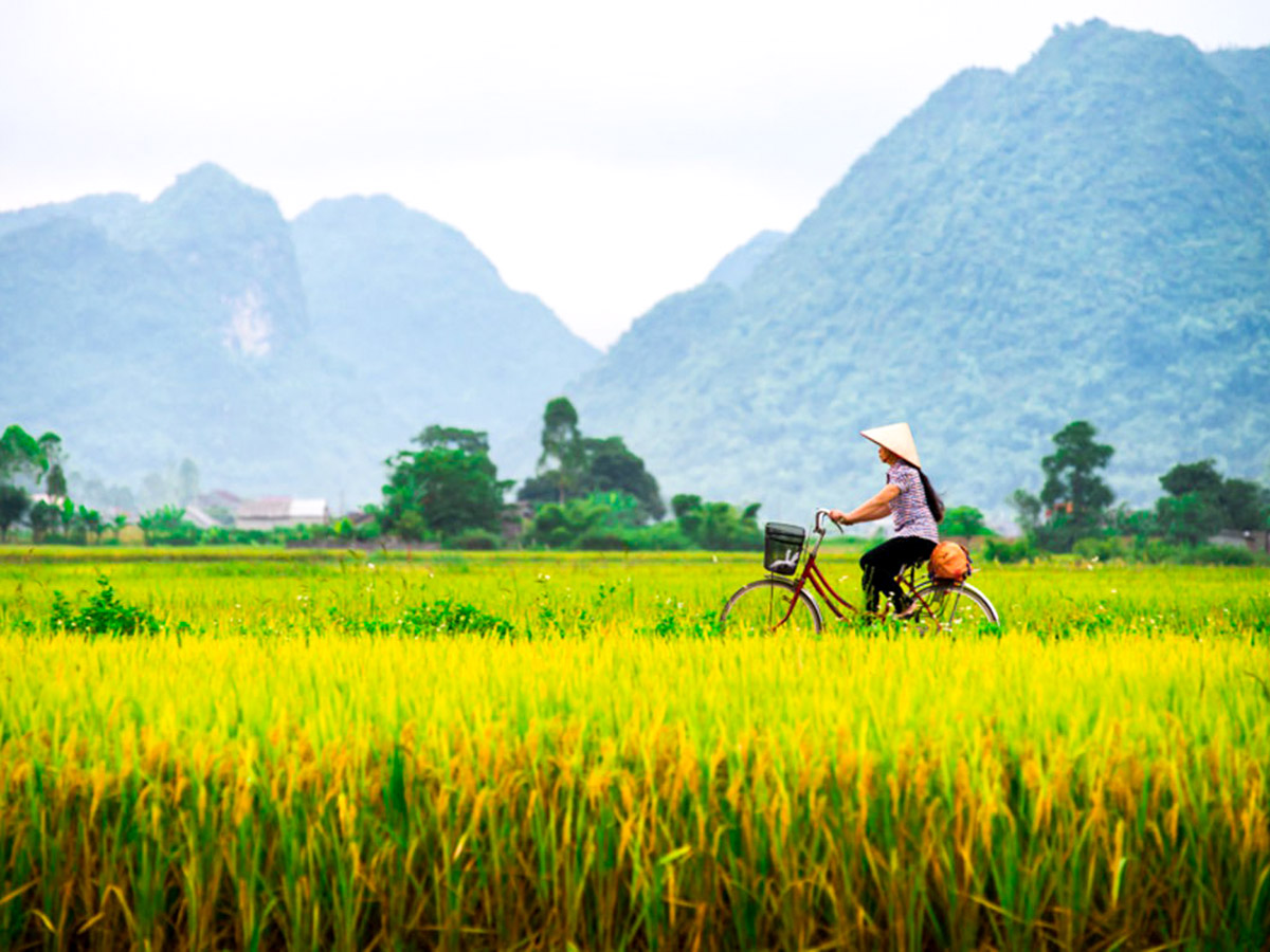 Ricefields along the trail of Cycling up north to Laos Tour in Vietnam