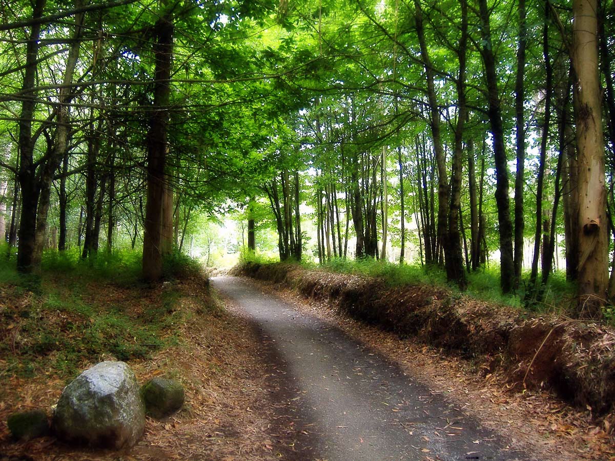 Path through the green forest on Camino de Santiago near Melide