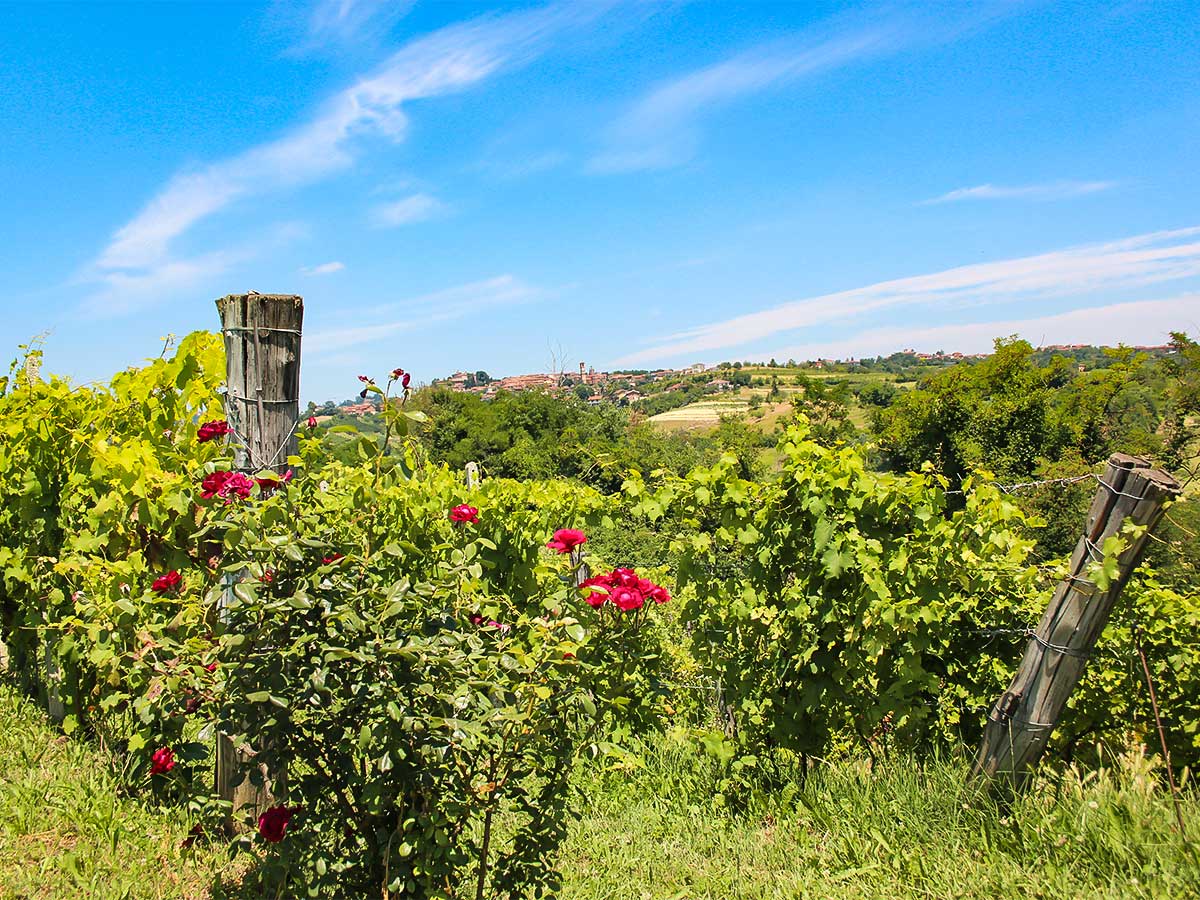 Self-guided Barolo and Barbaresco walk in Italy