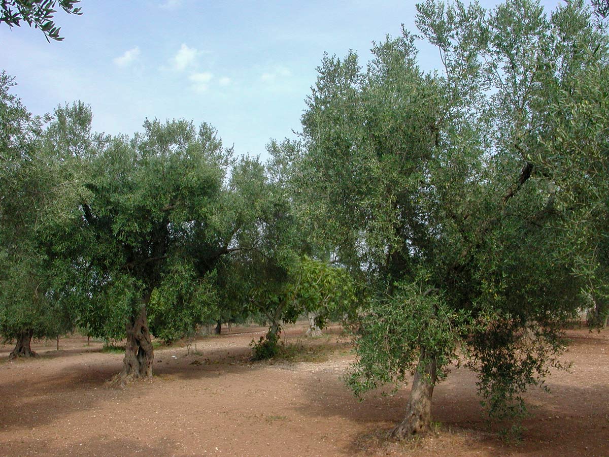 Olive grove in Puglina crossed on self guided walking tour