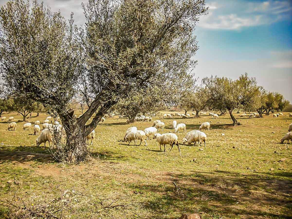 Trekking Via Francigena route from Orvieto to Rome is a very rewarding experience