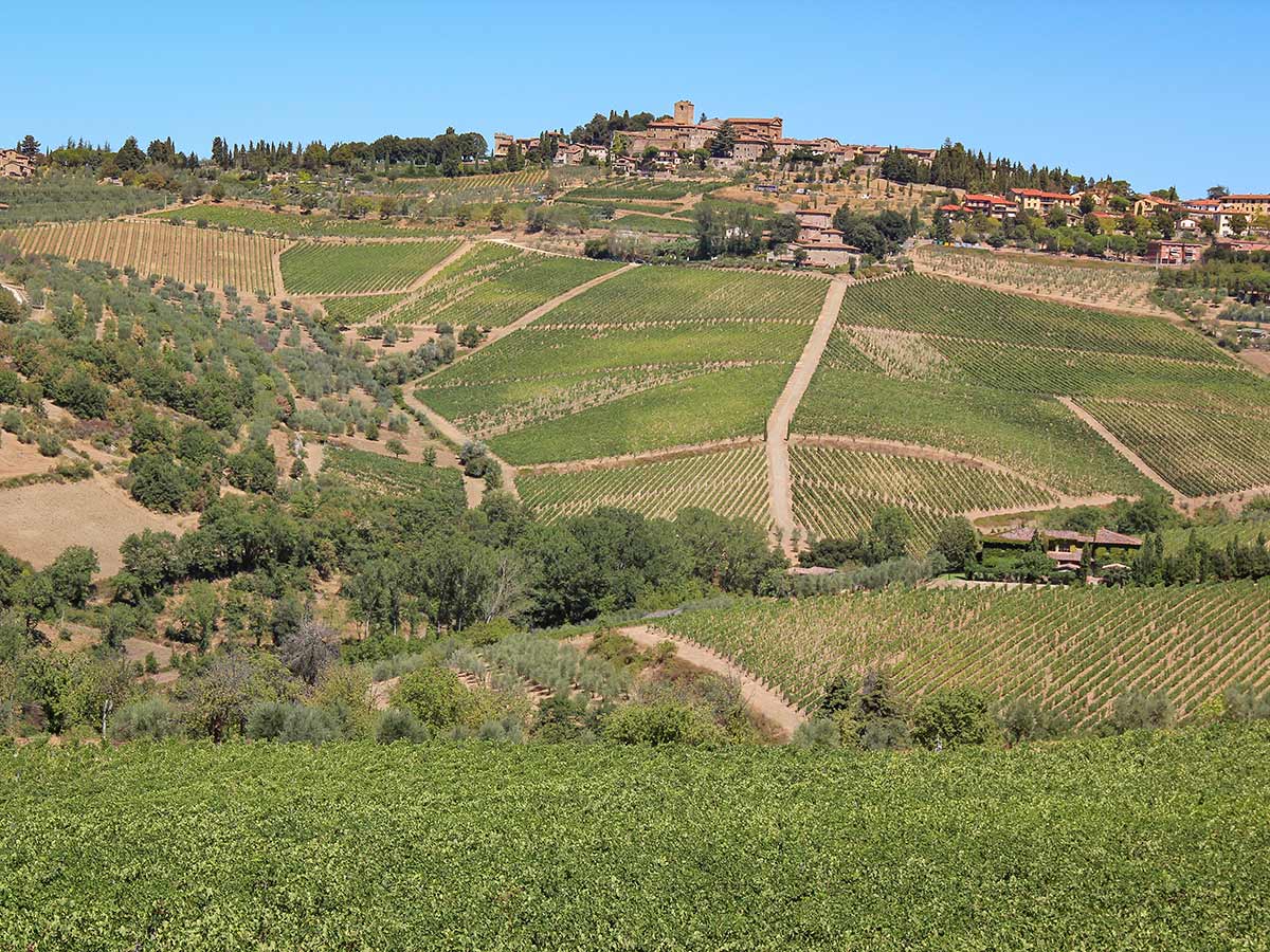 Wineyards in Tuscany seen on self-guided biking tour from Pisa to Florence