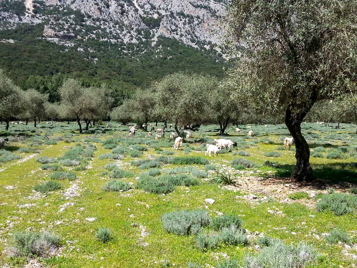 Goats in the small olive tree forest along the Sardinia Going Wild Route