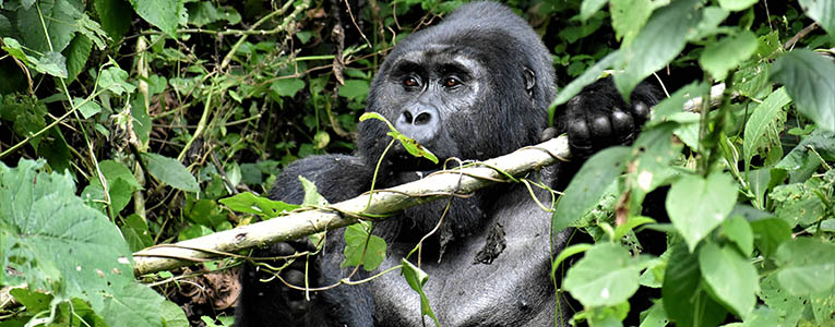 Gorilla Trekking in Bwindi National Park Tour