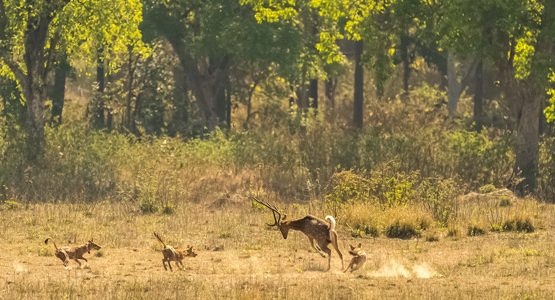 Snow Leopard and Tiger Trekking Safari