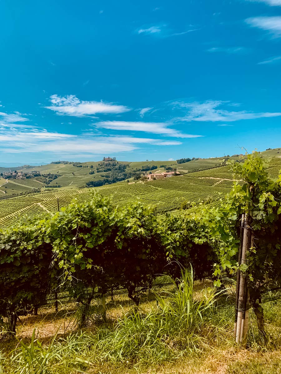 Beautiful grape vines vineyard along Langhe walking tour in France