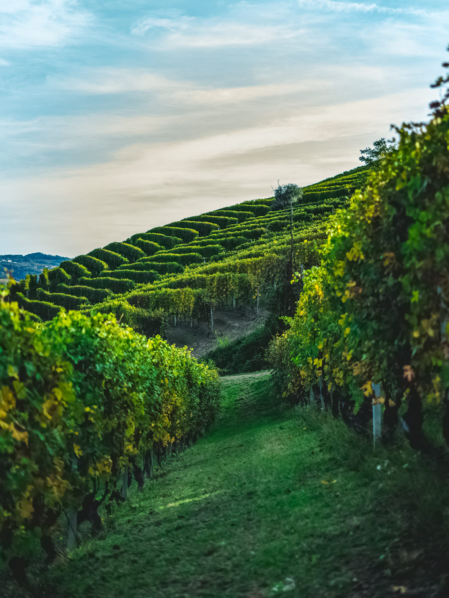 Beautiful rows of grape vines in vaneyard along Langhe walk tour France