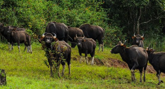 Scenic Kerala Village Tour