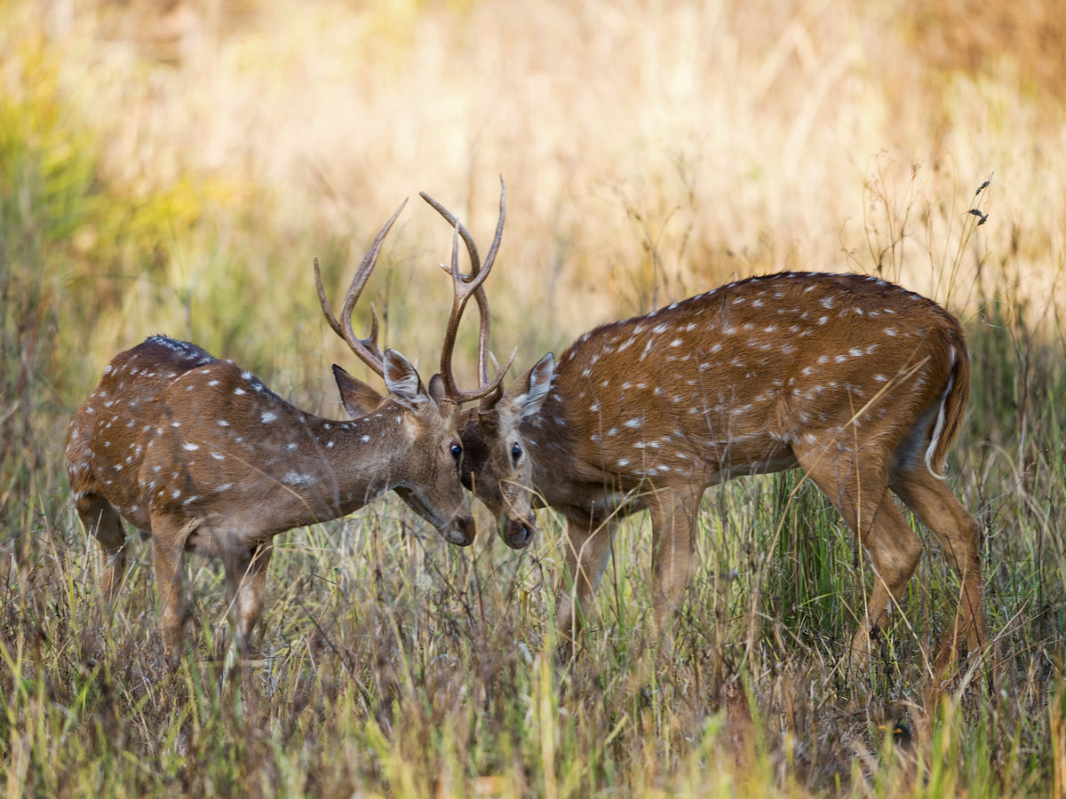 Spotted deer Kanha Kisli National Park Kanha India safari adventure tour