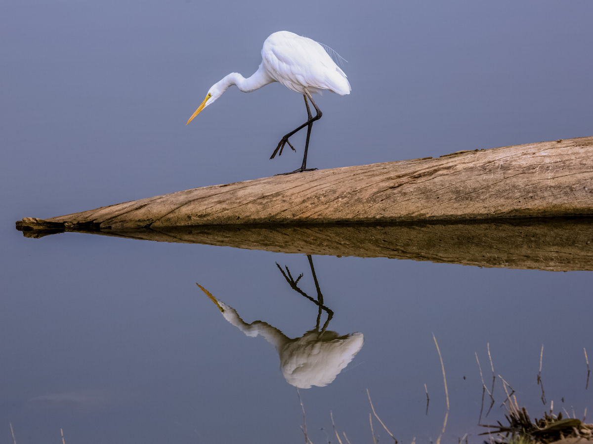 White heron ranthambore national park India adventure safari tour