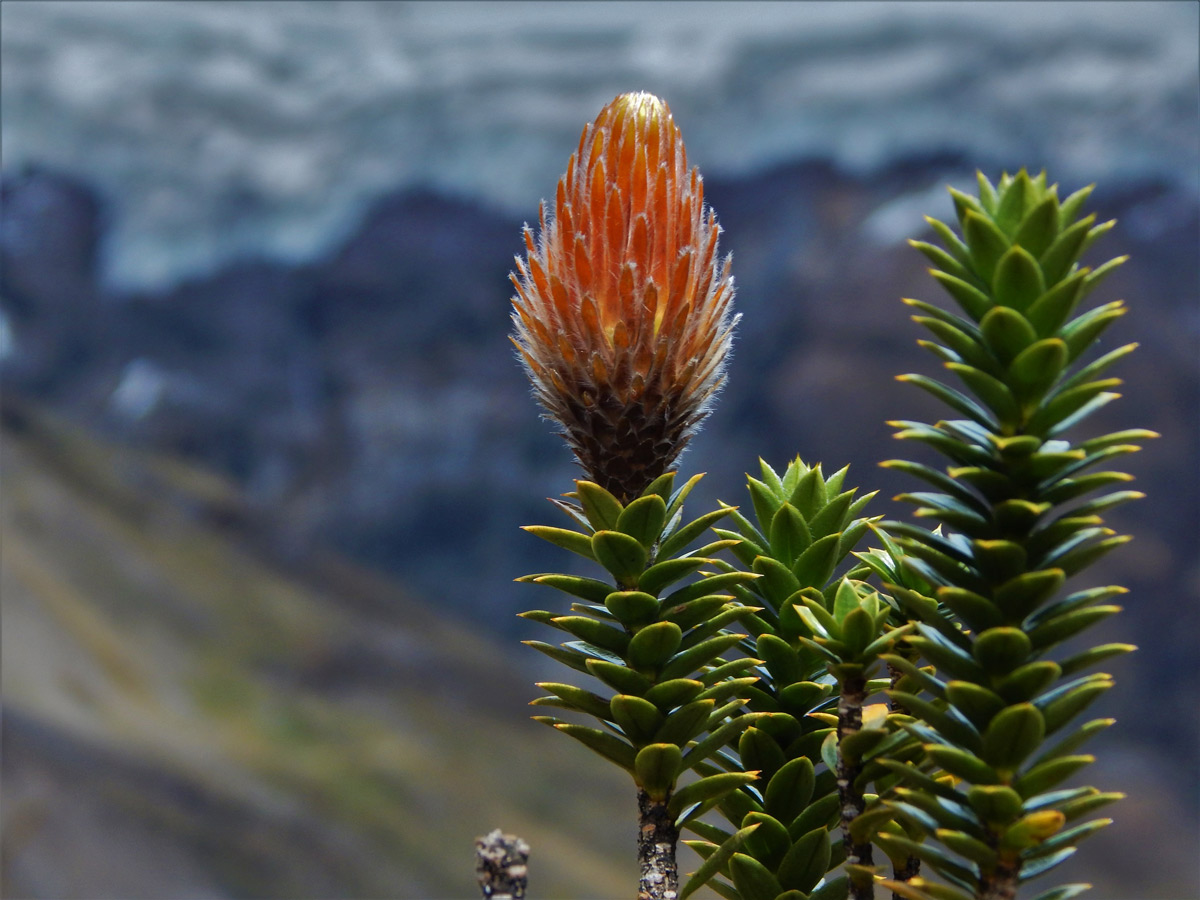 Flowering wild vegetation hiking trekking altar volcano Peru