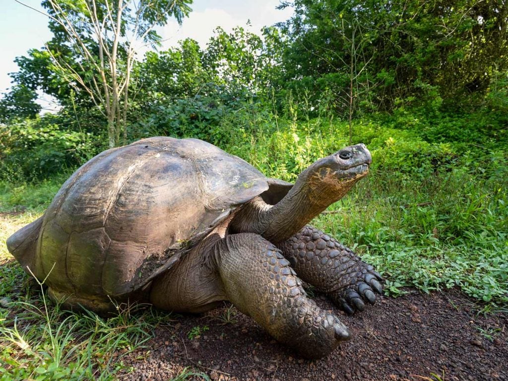 Biking the Galapagos Islands Tour, Ecuador | 10Adventures