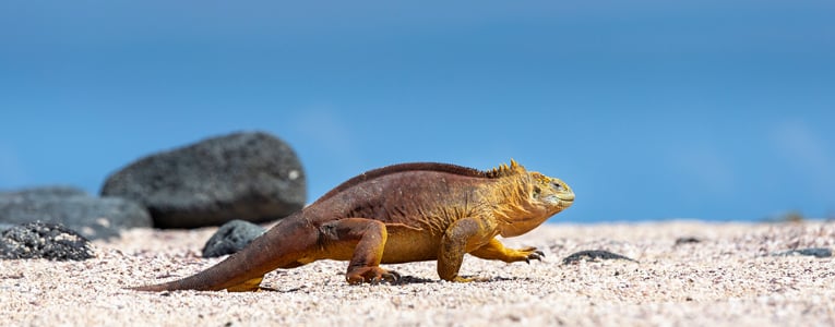 Biking the Galapagos Islands Tour