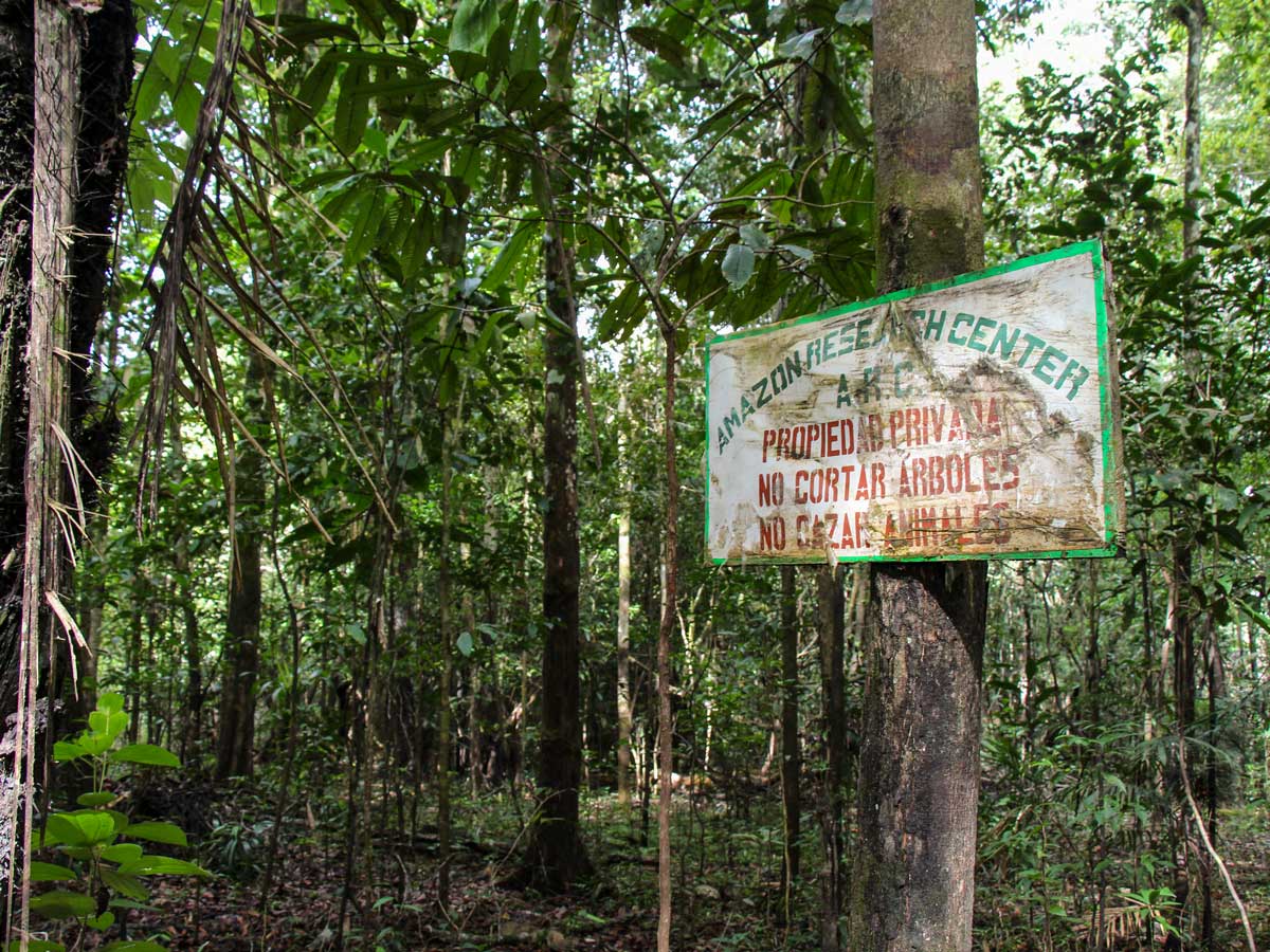 Amazon ecological reserch center birding expedition Peru