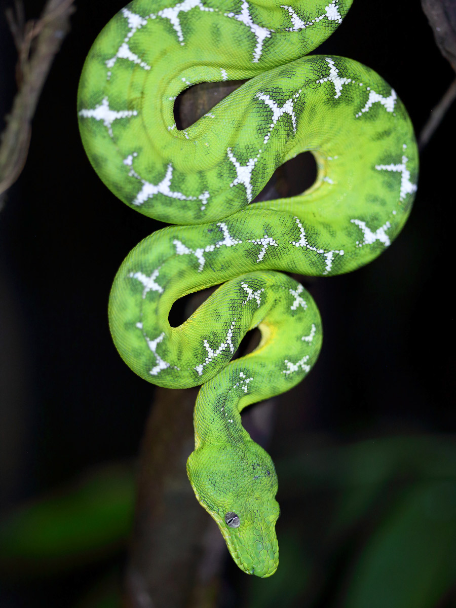 Emerald Tree Boa snake spotted birding expedition Peru