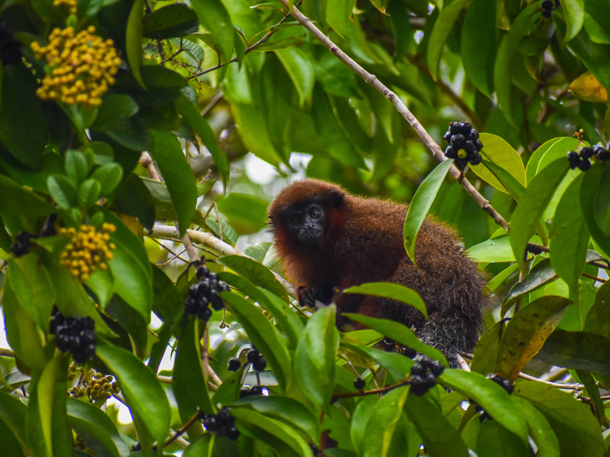 Monkey in the tree spotted along birding expedition Amazon Peru