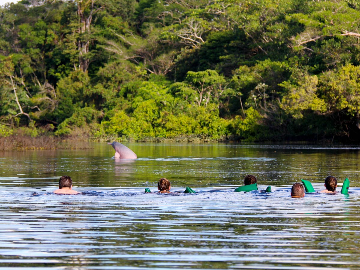 Swimming with wild dolphins along birding expedition Amazon Peru