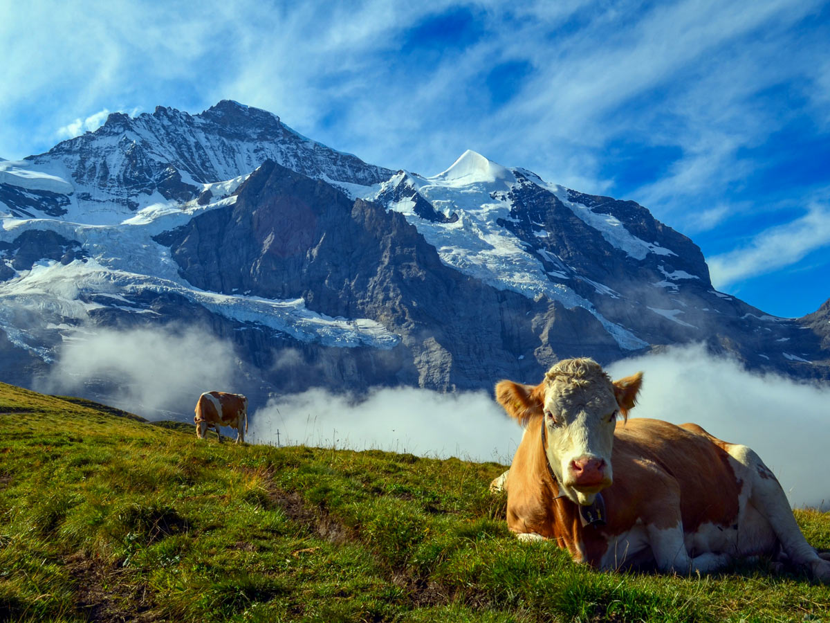 Cows in the pasture Grindelwald hiking Swiss Alps Italy