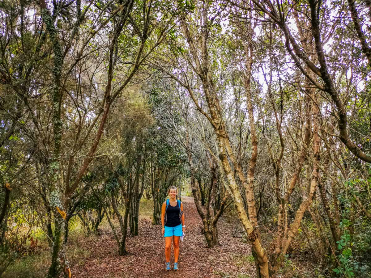 Lasrosadas teror forest mountain hiking adventure Spain