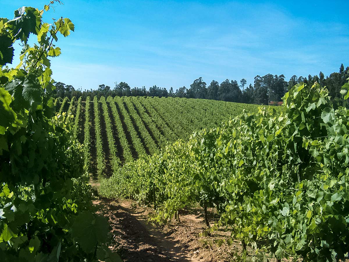 Monção vineyard fields