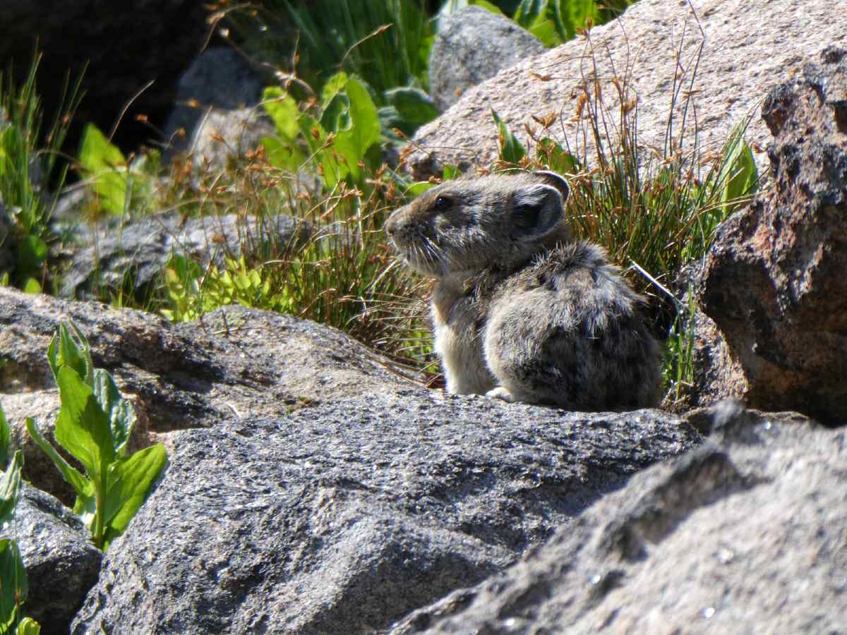 Pika met in the Rocky Mountain Naitonal Park