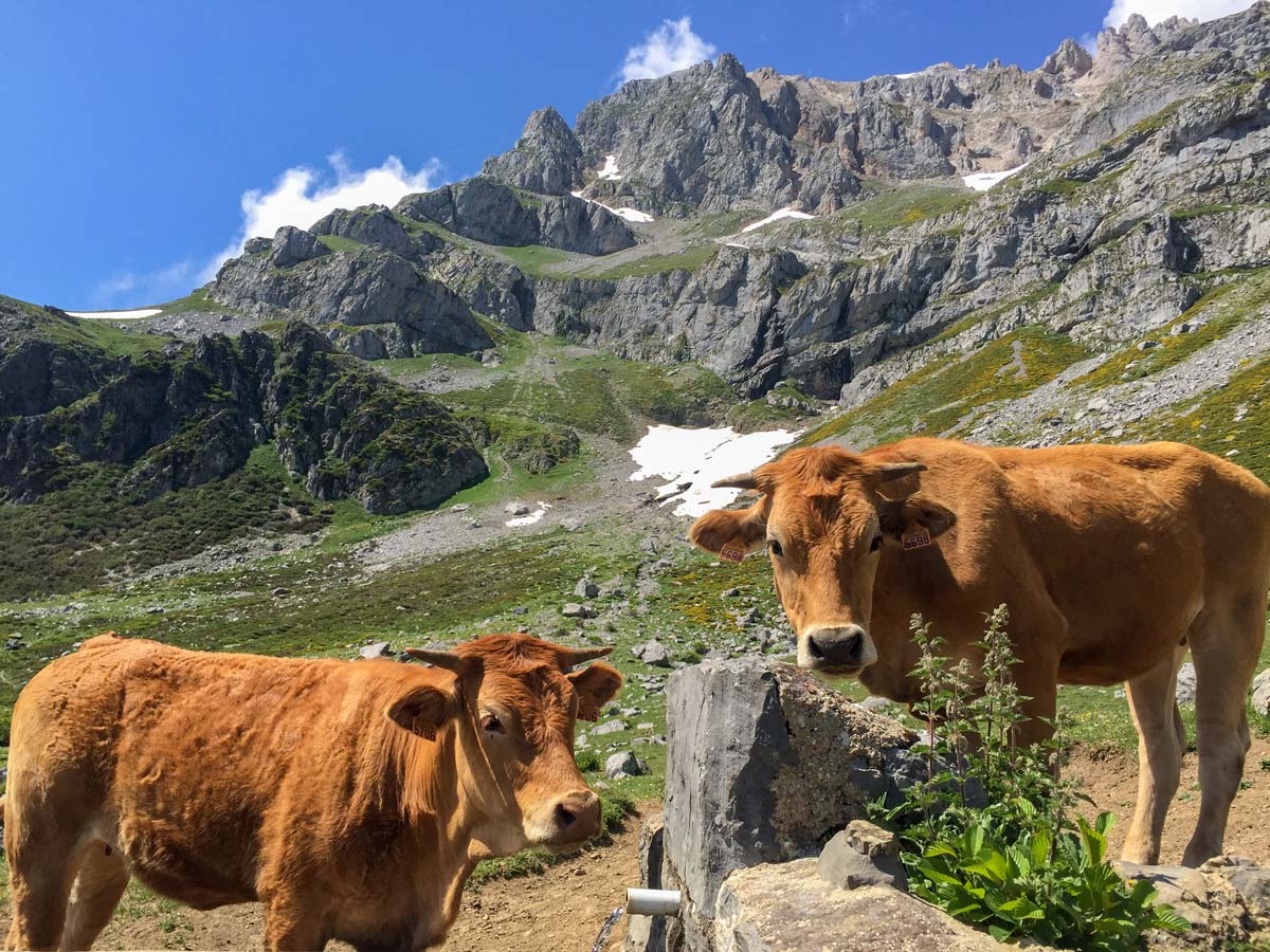 Cows in vega de llos