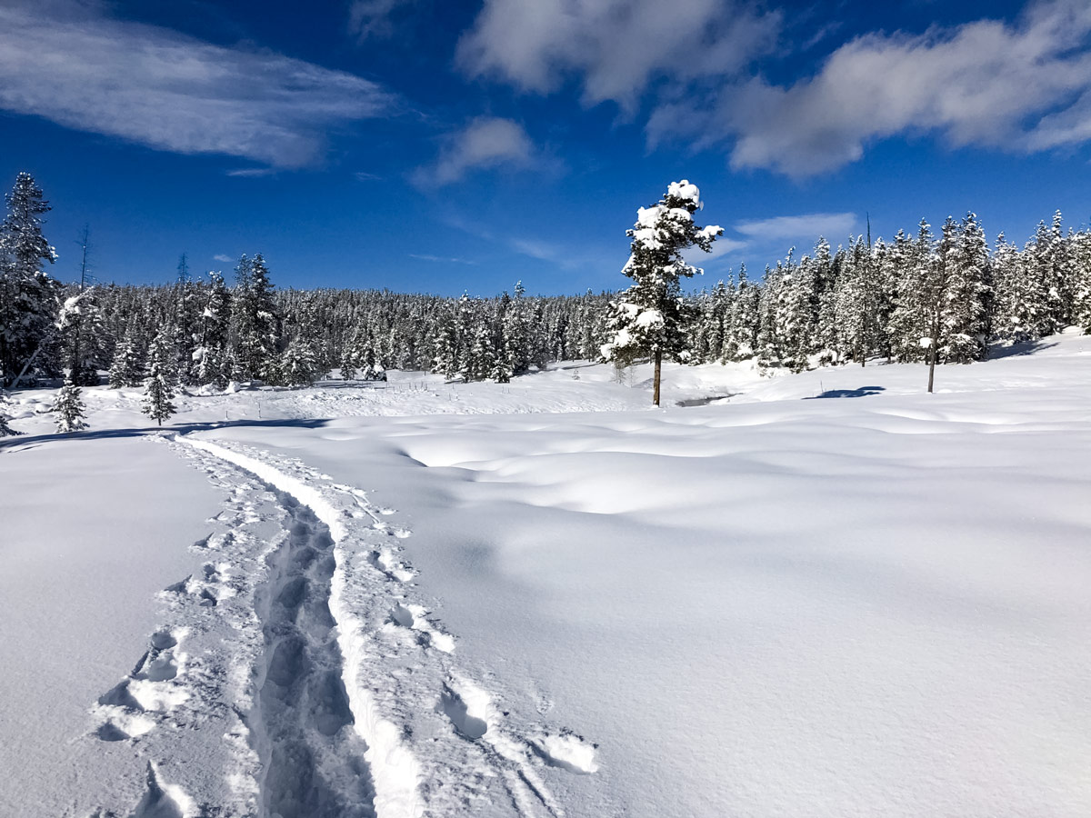 Yellowstone snow FlaggRanch meadow snowshoe adventure tour Yellowstone National Park USA