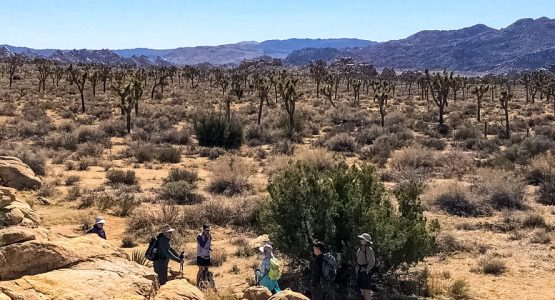 Joshua Tree Hiking Tour