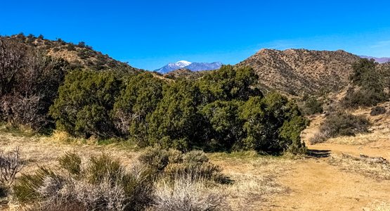 Joshua Tree Hiking Tour