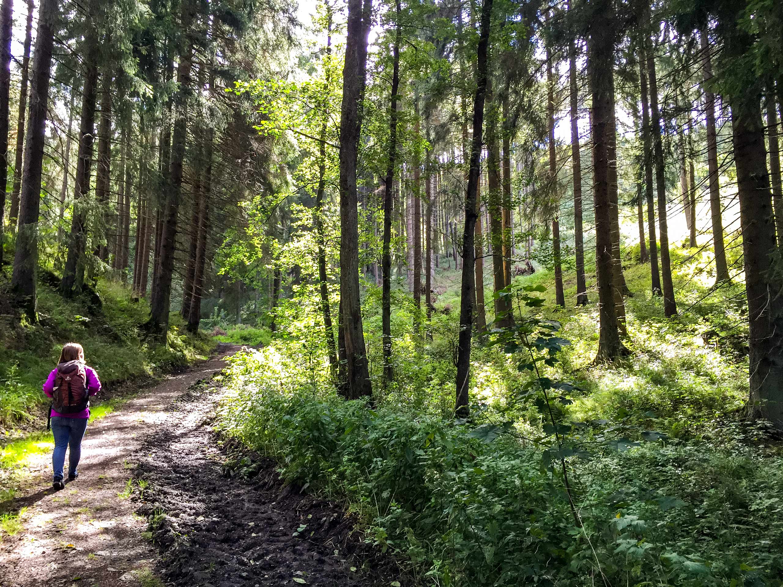 Hiking trail between Königshütte and Rübeland