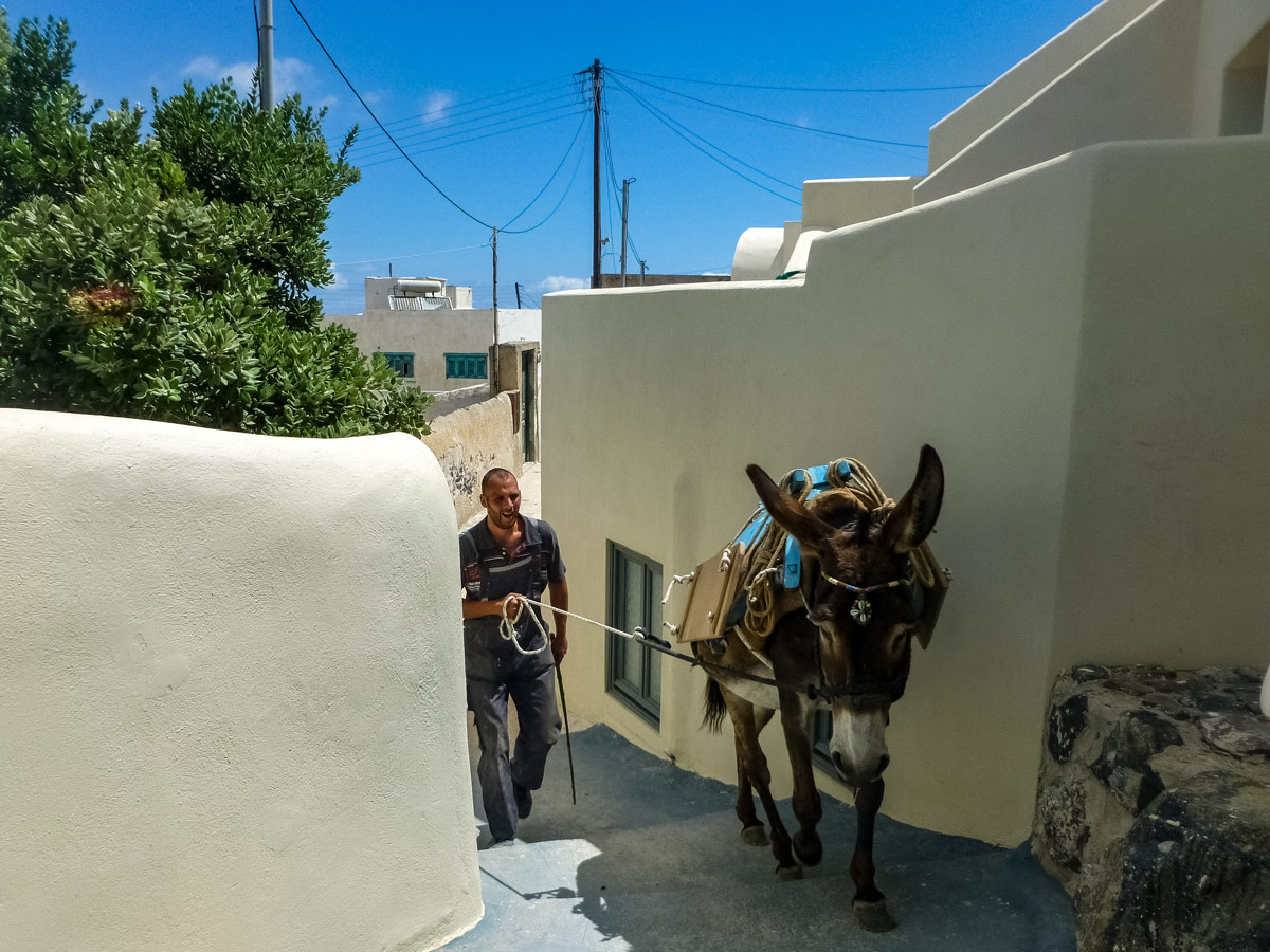 Pack mule donkey Naxos and Santorini exploring Greece