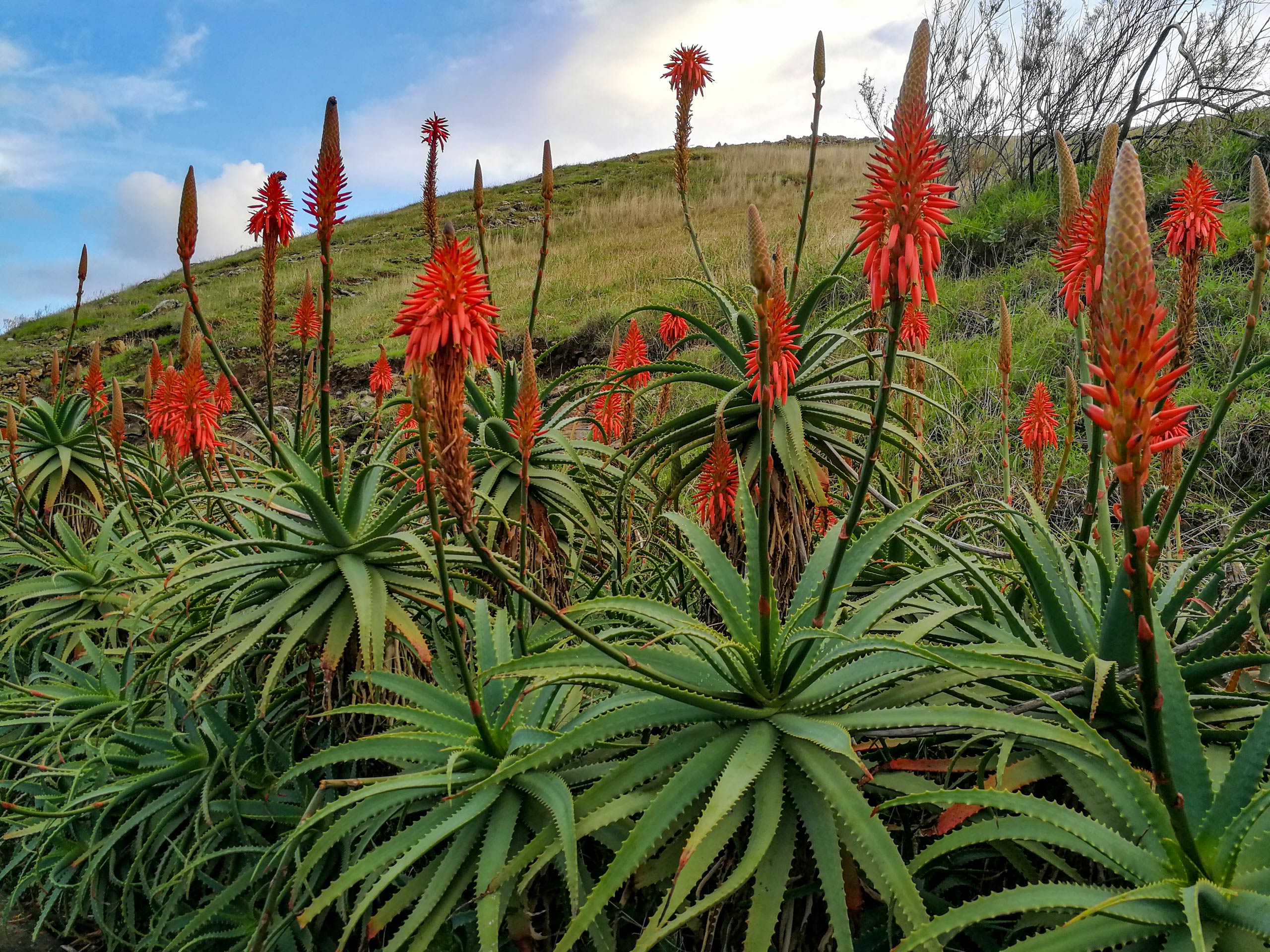 Porto da Cruz unique local plants flaura on the hillside Maderira Spain