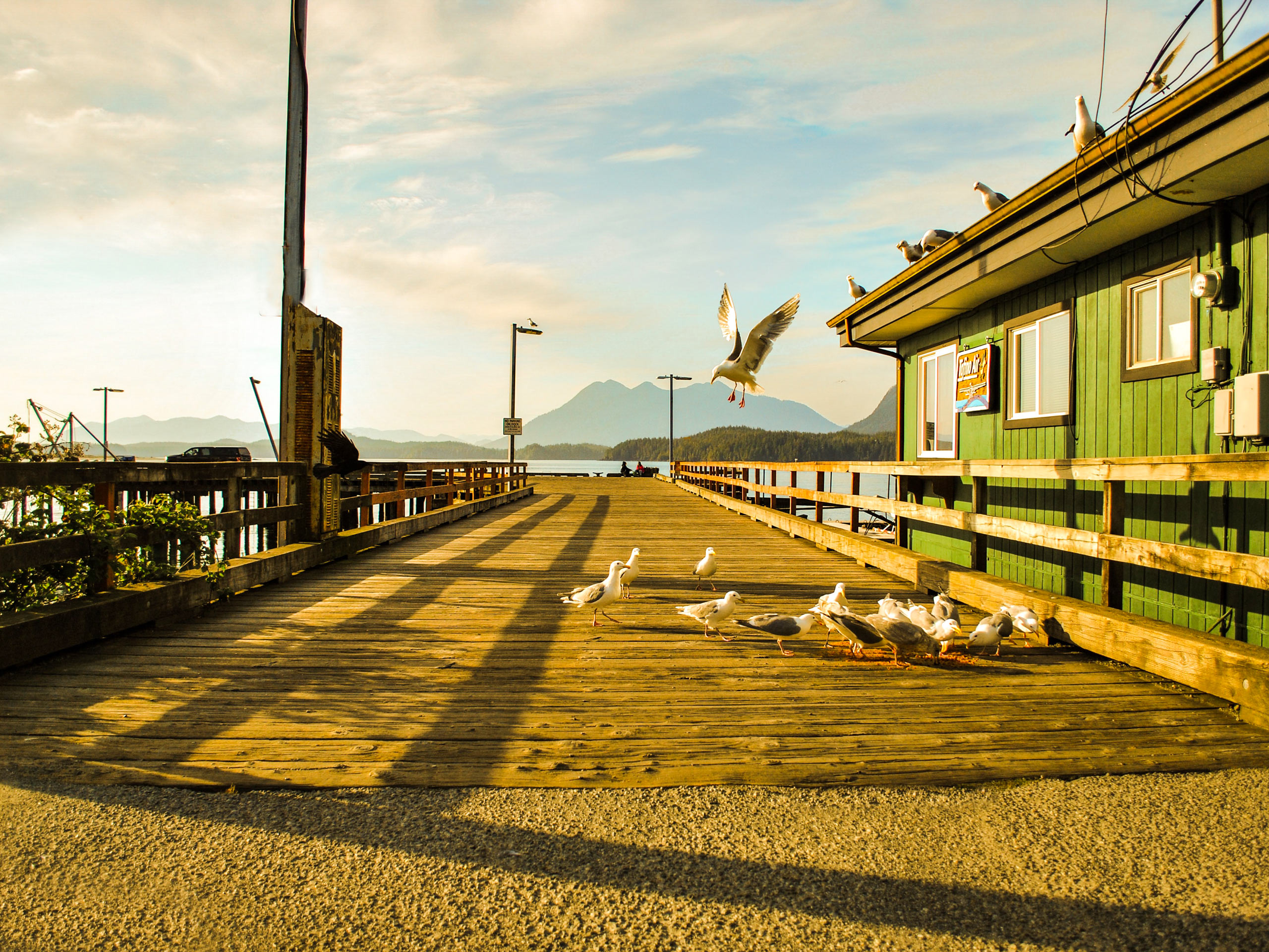 Seagulls on the pier in Tofino