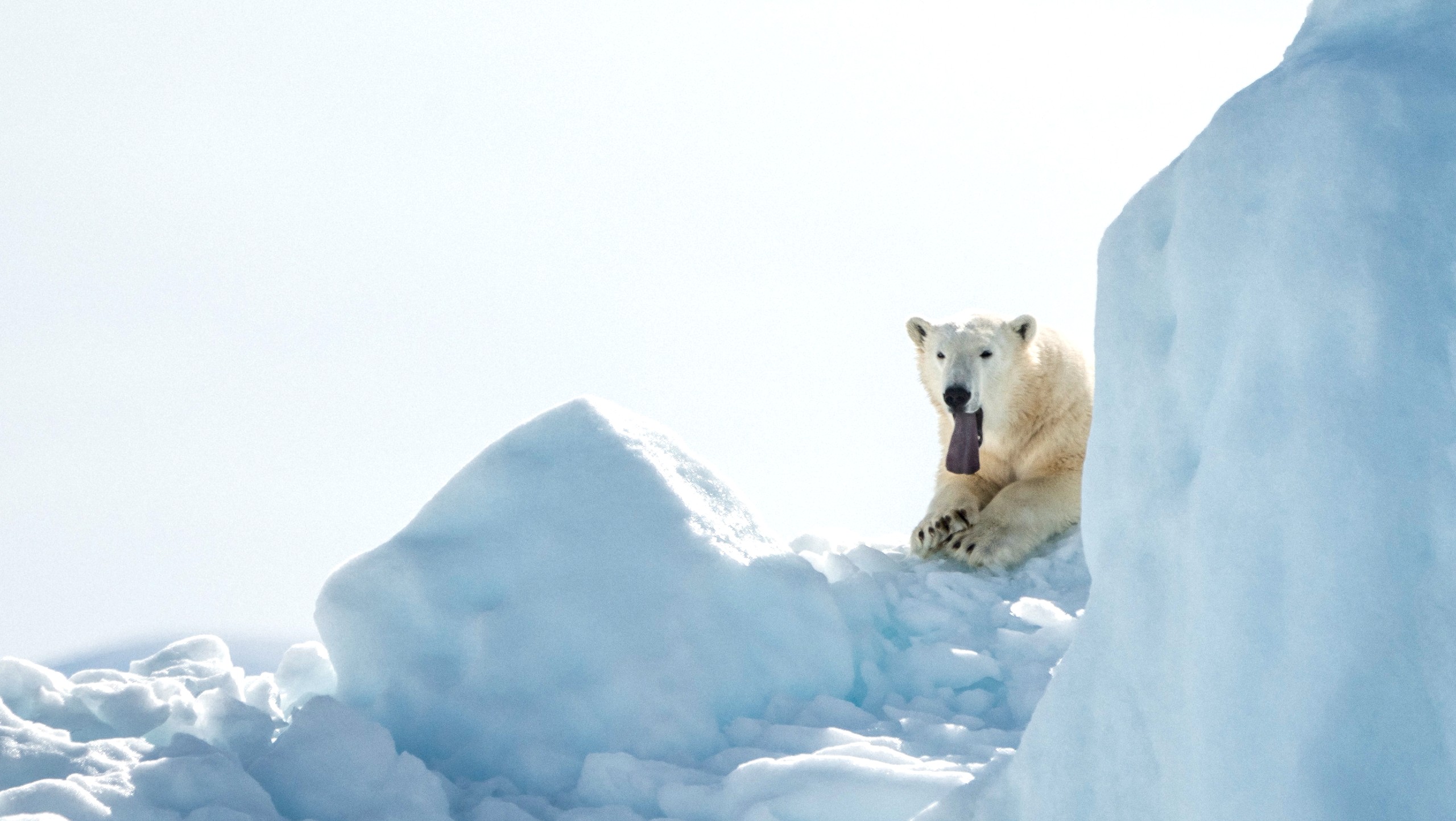 Polar Bear and Tundra Lodge Adventure