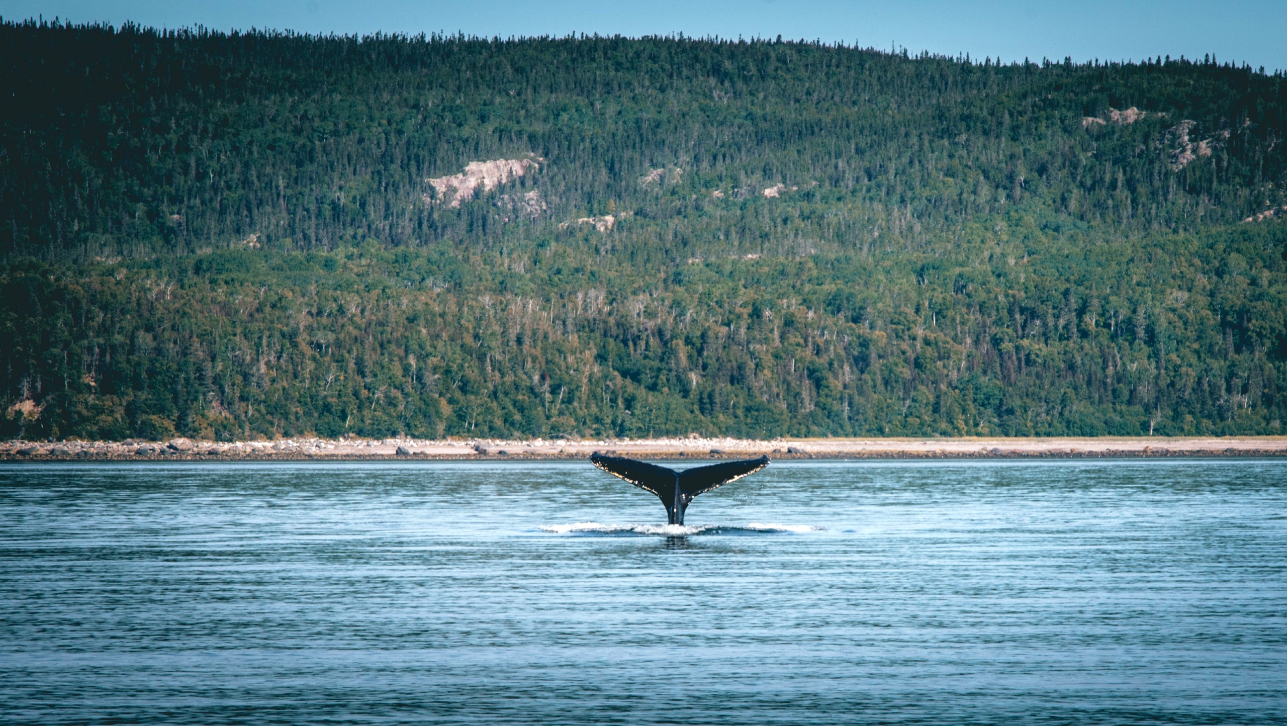 Quebec Safari Tour