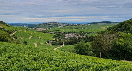 Sancere vineyards in Loire Valley