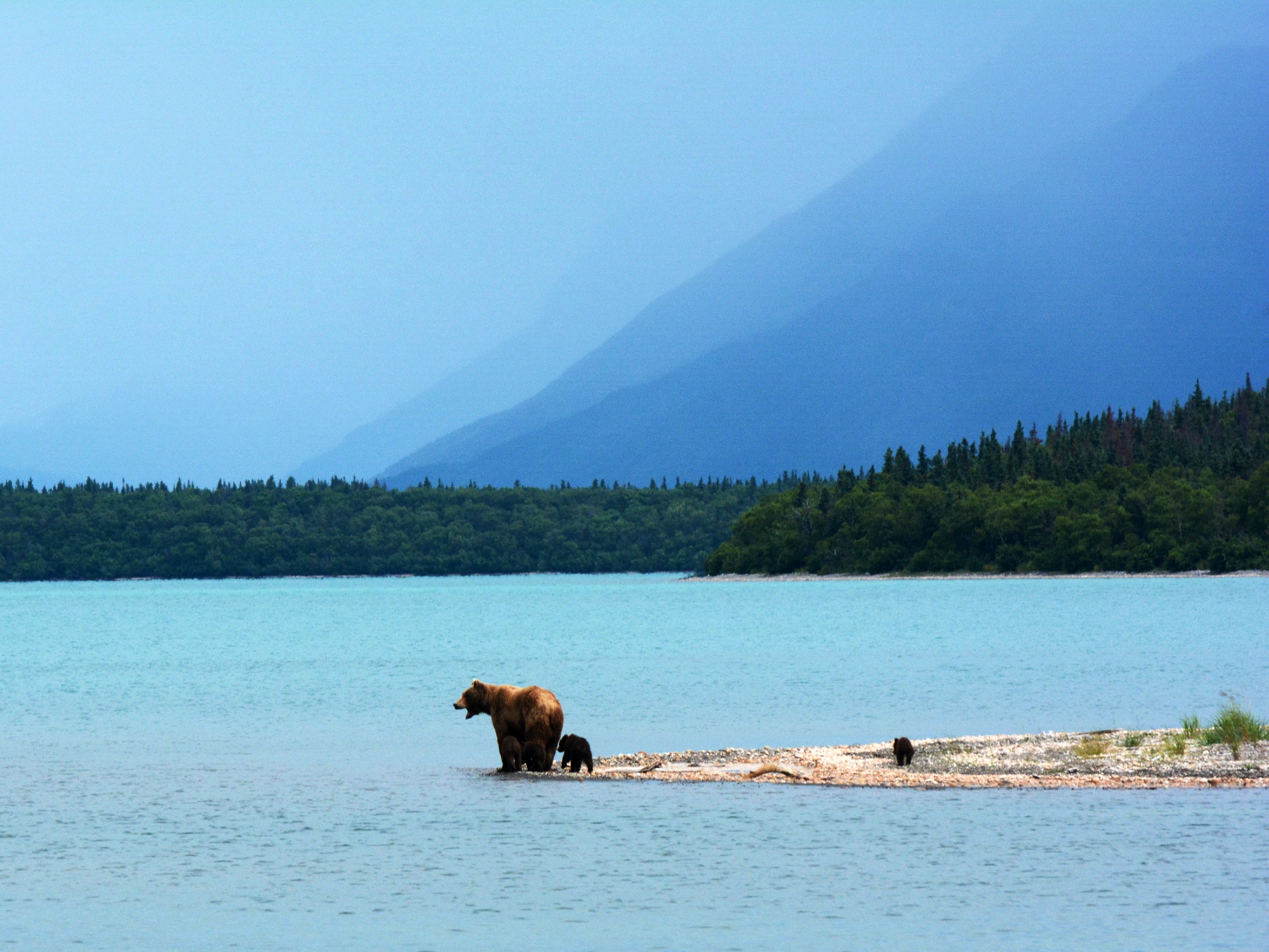 Family of brown bears at Katmai National Park