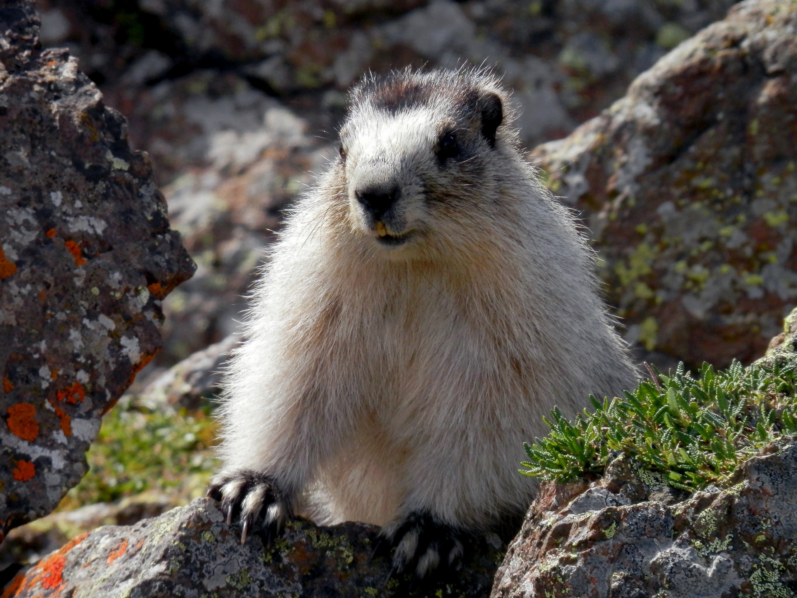 Lovely marmot met at Denali National Park