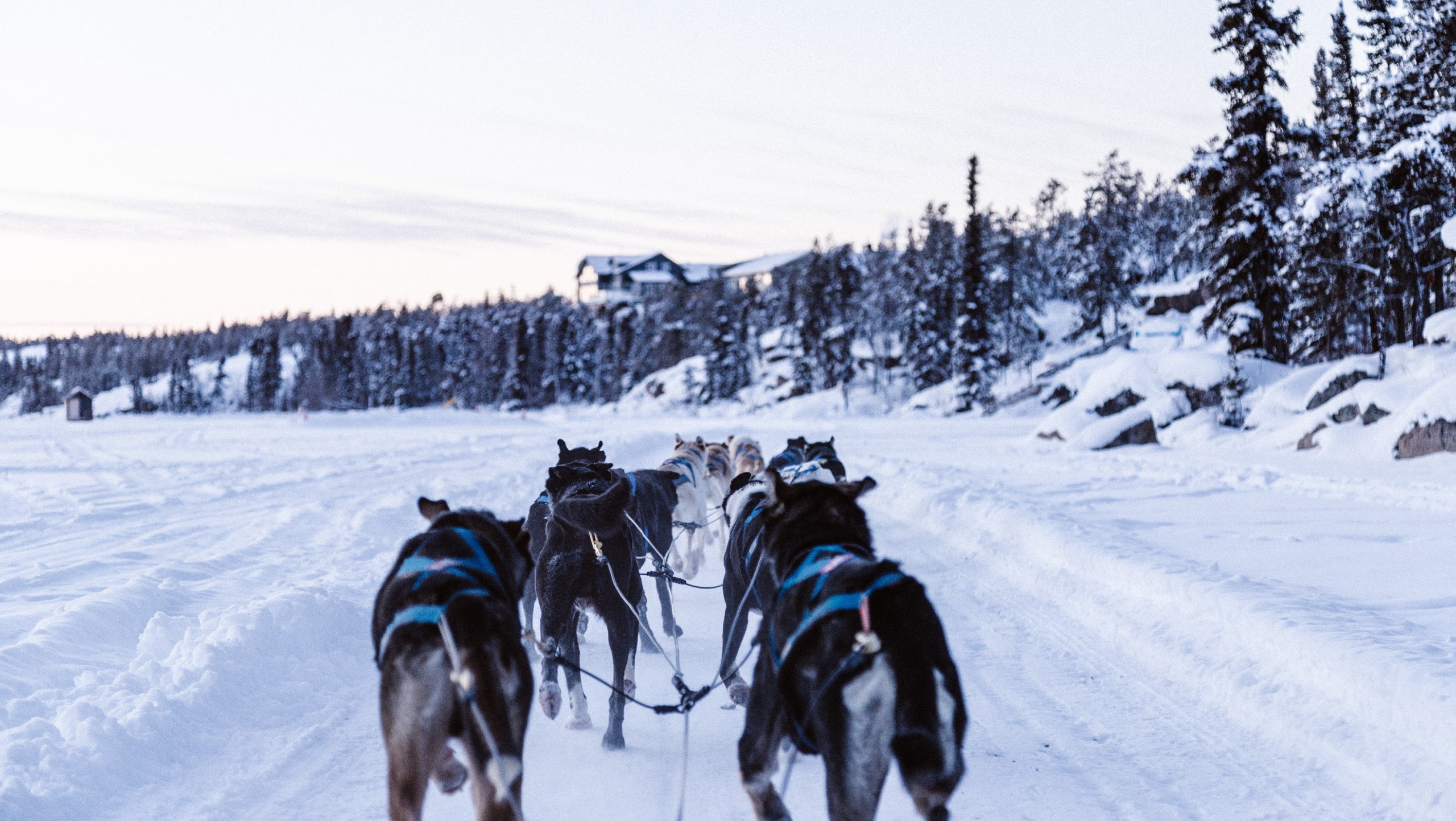 Yukon Dog Sledding Expedition