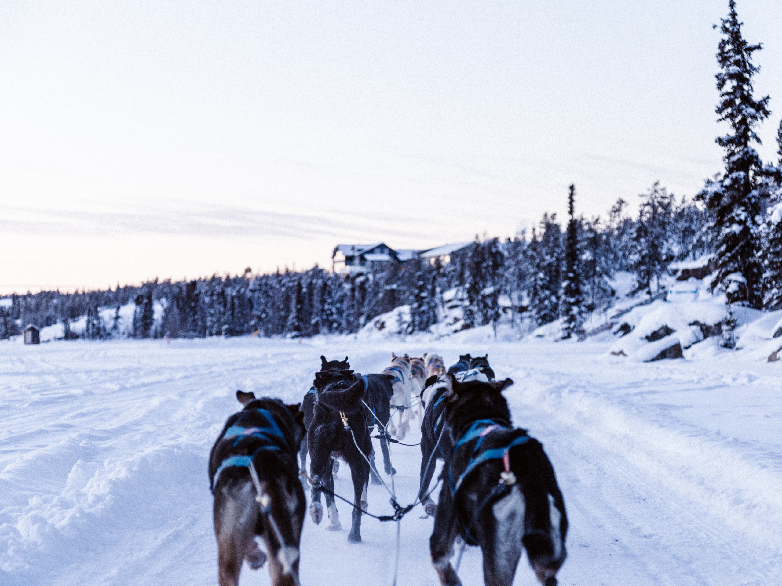 Dog sledding in Yukon is a wonderful winter activity