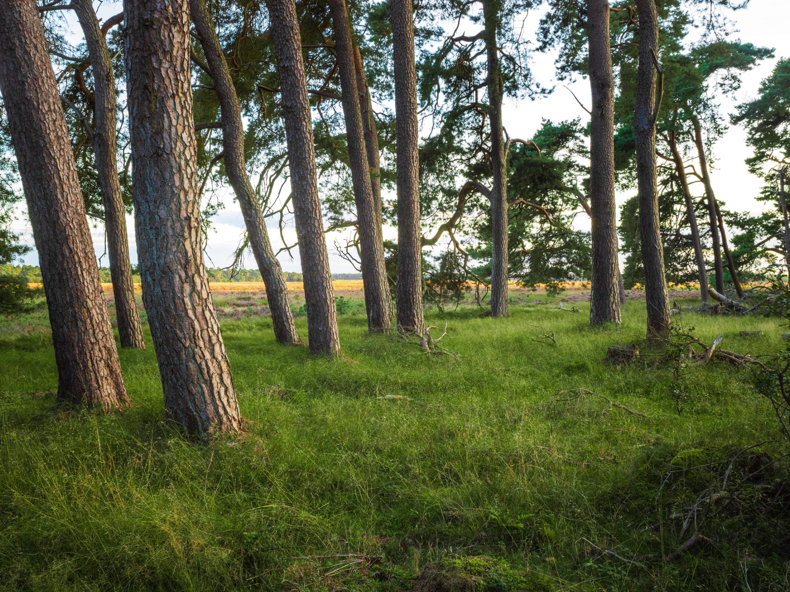 Trees along the biking route of the self-guided biking tour in Netherland