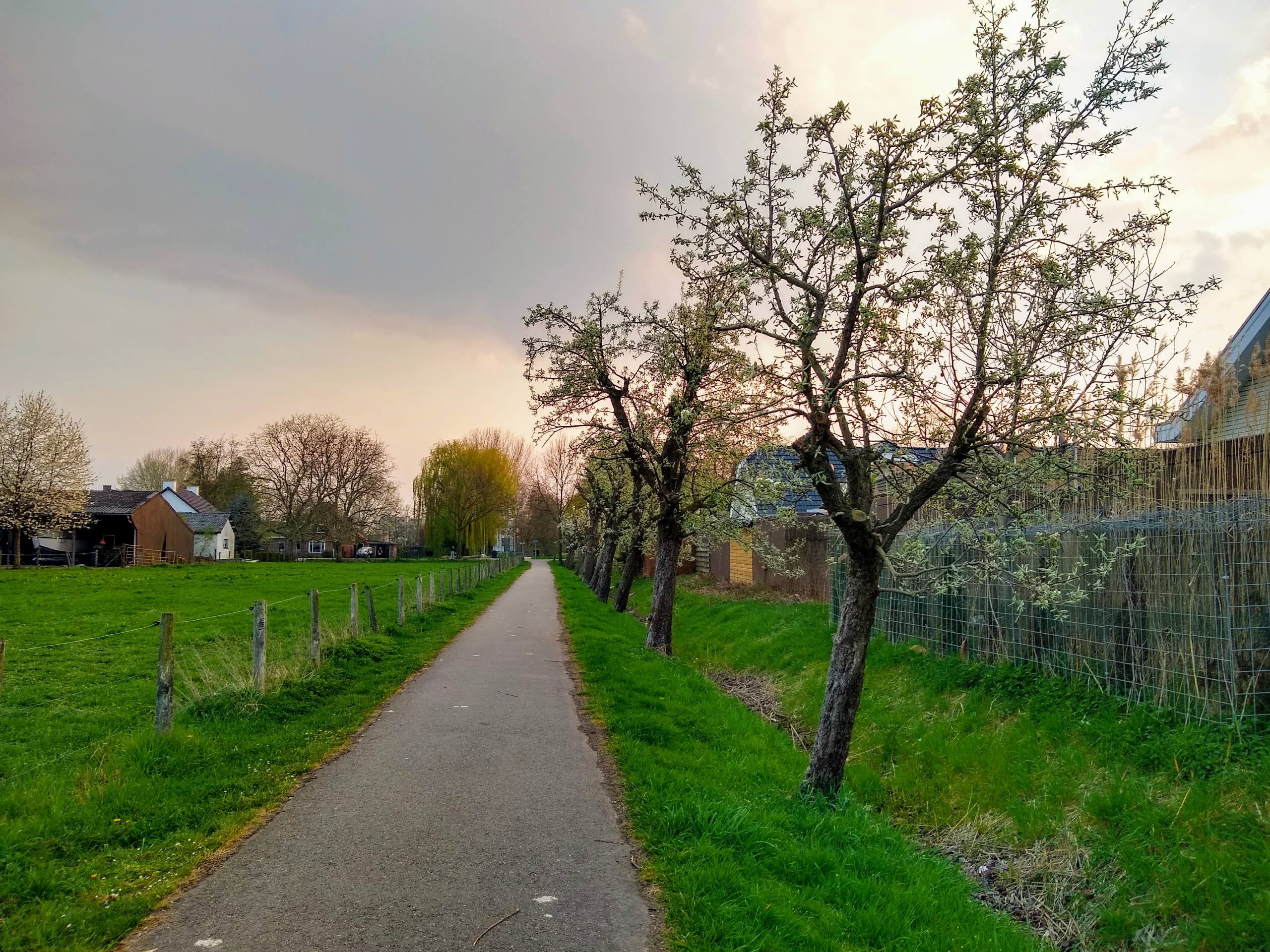 Pear trees along the biking path