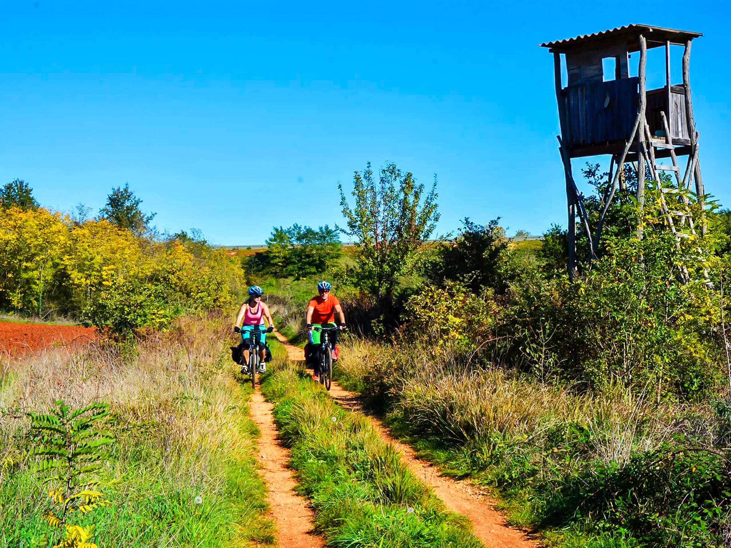 Forest cycling