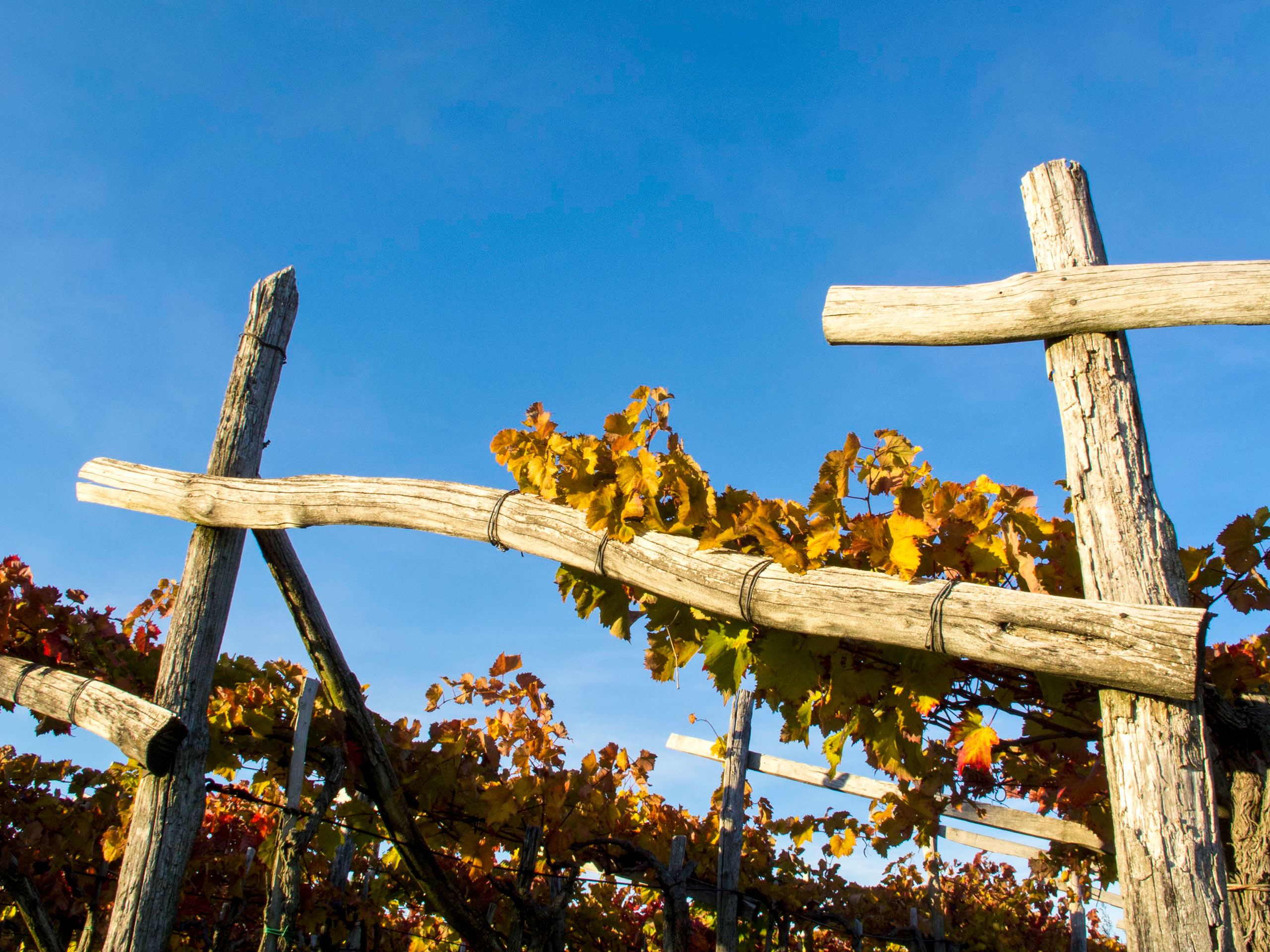 Vineyard view