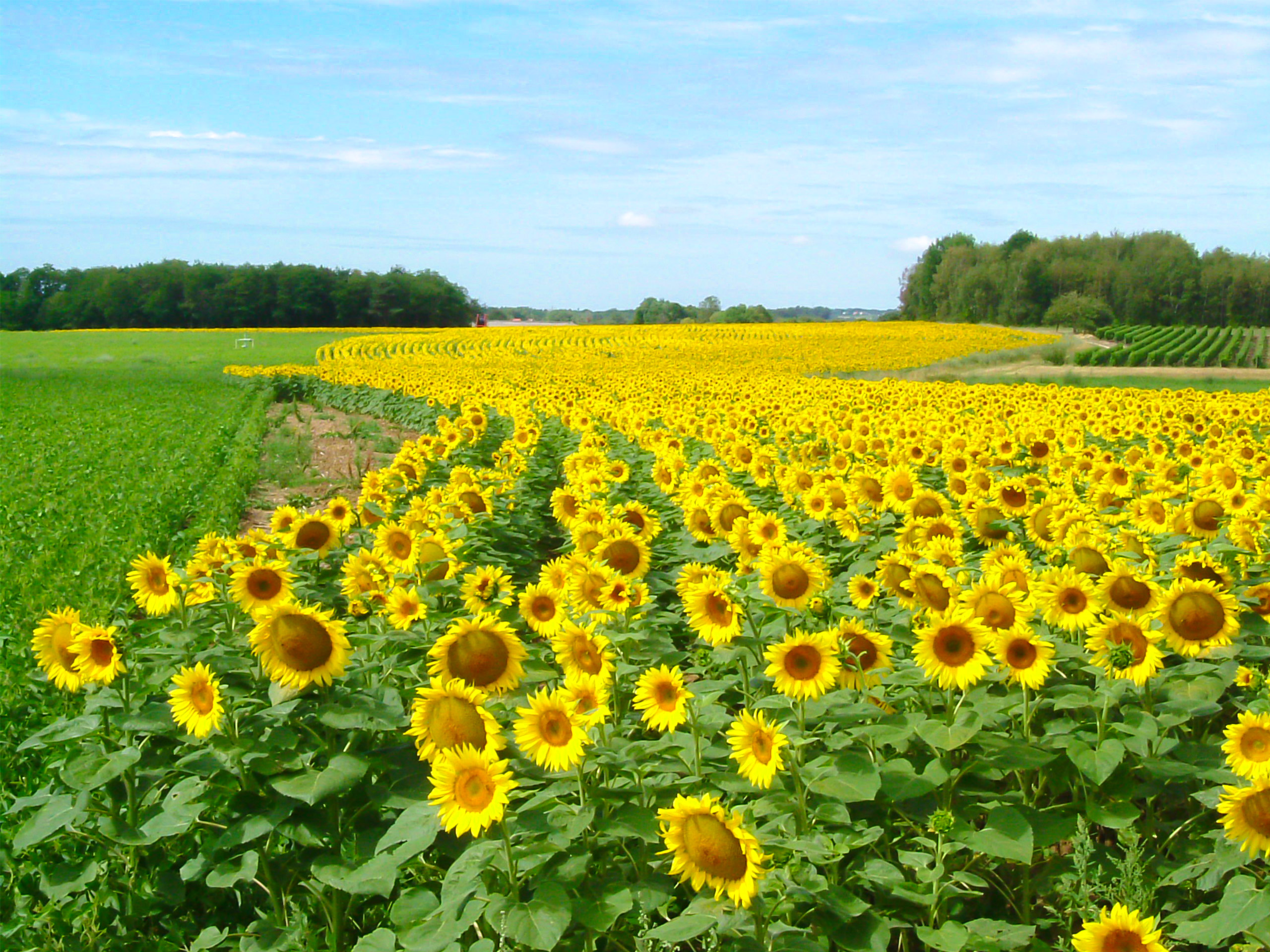 Sunflower Field